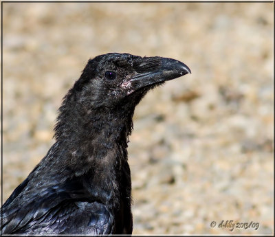 Common Raven, immature