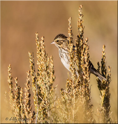Lark Sparrow