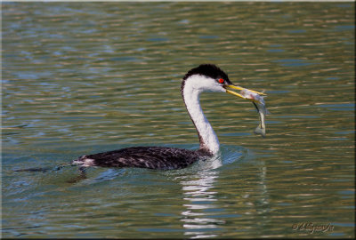 Western Grebe with prey