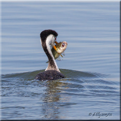 Western Grebe with prey