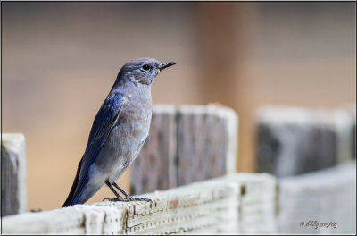 Mountain Bluebird