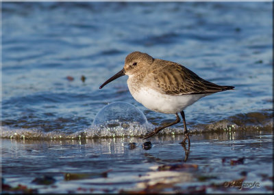 Dunlin