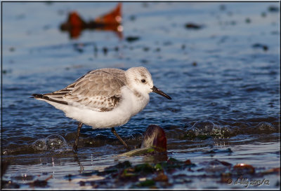 Sanderling