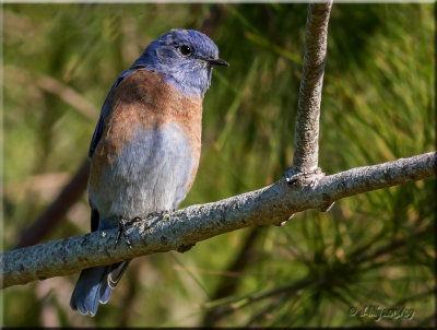 Western Bluebird