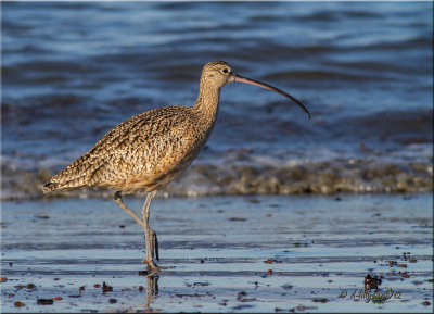Long-billed Curlew