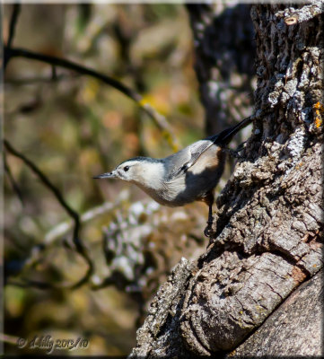 White-breasted Nuthatch