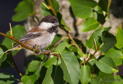 Chestnut-backed Chickakee