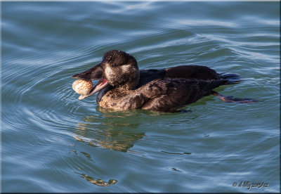 Surf Scoter, female