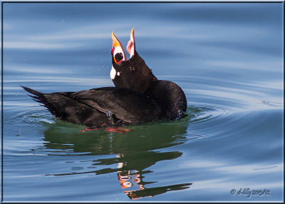 Surf Scoter