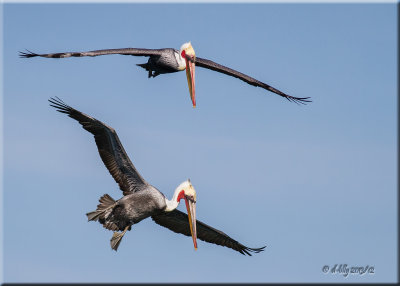Brown Pelican