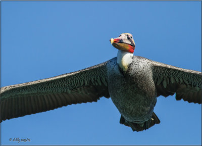 Brown Pelican