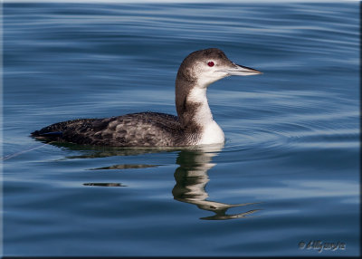 Common Loon