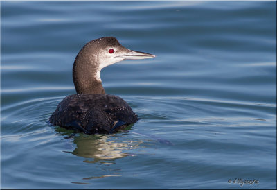Common Loon