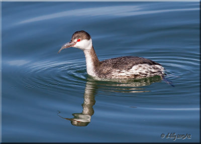 Eared Grebe