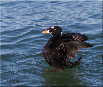 Surf Scoter
