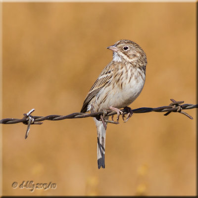 Vesper Sparrow