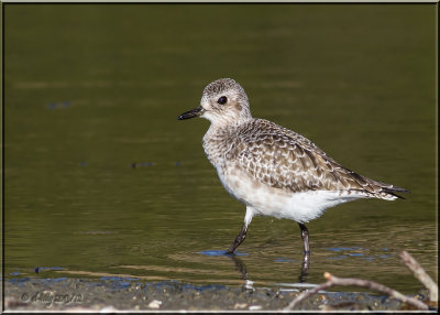 Black-bellied Plover