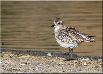 Black-bellied Plover