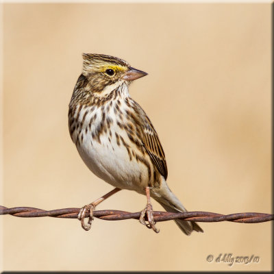 Savannah Sparrow