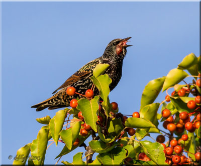 European Starling