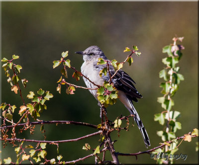 Northern Mockingbird