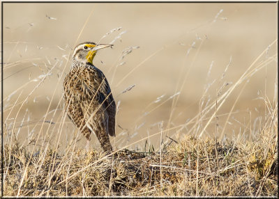 Western Meadowlark