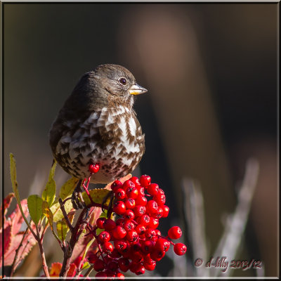 Fox Sparrow