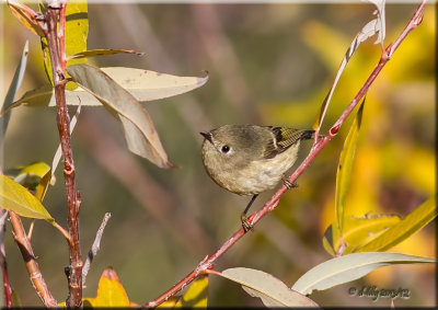 Ruby Crowned Kinglet