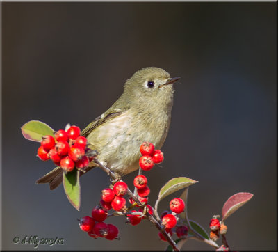 Ruby Crowned Kinglet
