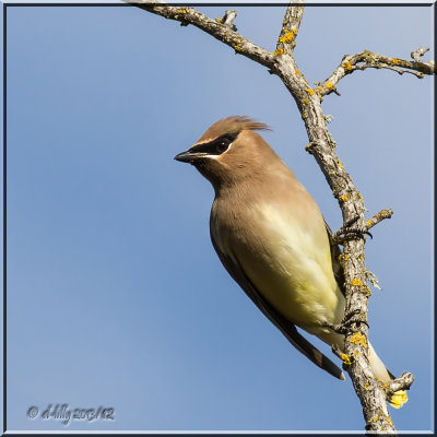 Cedar Waxwing