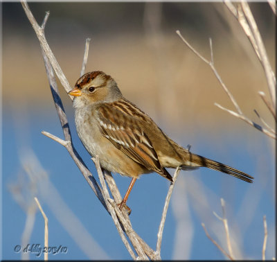 Golden-crowned Sparrow