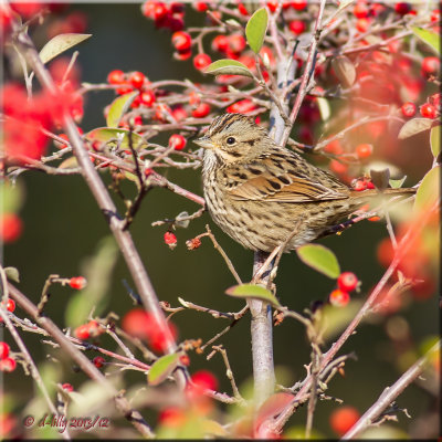 Lincoln Sparrow