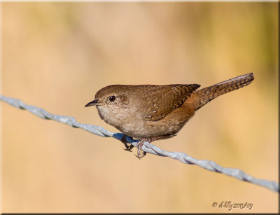 House Wren