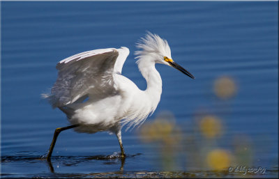 Snowy Egret