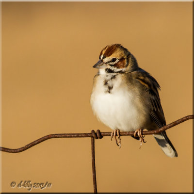 Lark Sparrow
