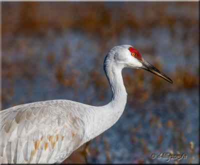 Sandhill Cranes