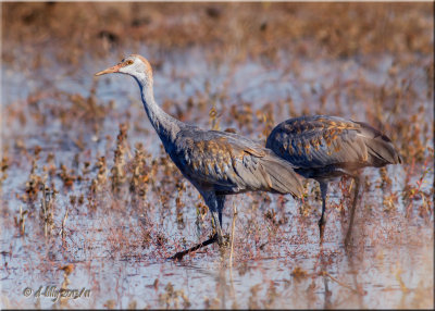 Sandhill Cranes