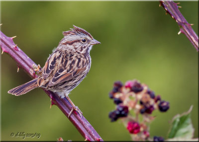 Lincoln Sparrow