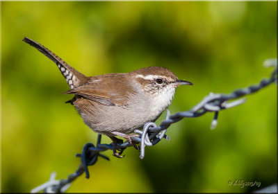 Bewicks Wren