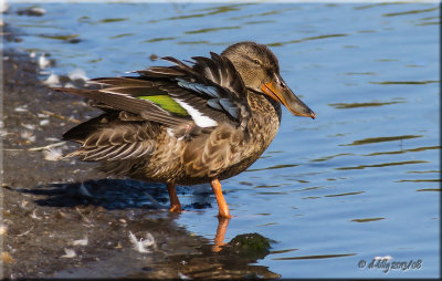 Northern Shoveler