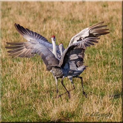 Sandhill Cranes