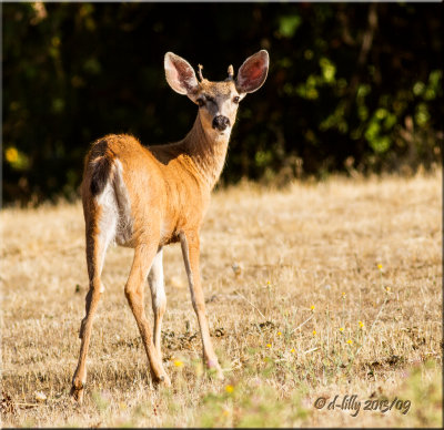 Deer, young buck