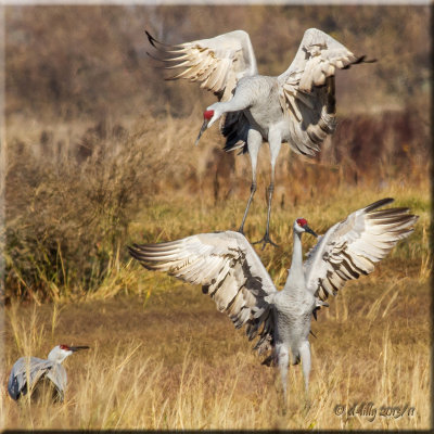 Sandhill Cranes