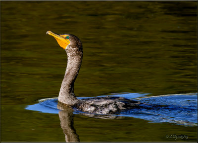 Double-crested Cormorant