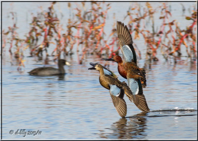 Cinnamon Teal