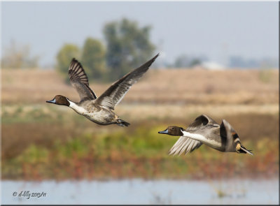 northern pintail