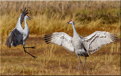 Sandhill Cranes