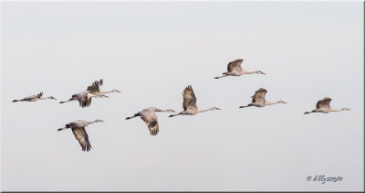 Sandhill Cranes