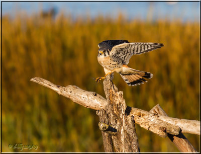 American Kestral