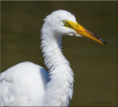 Great Egret